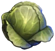 Cabbage