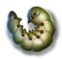 蚕幼虫