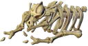 Bones