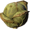 Ro Cabbage Greenville 02 Dry Orange