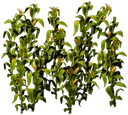 Ro Corn Thick Forest 01