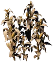 Ro Corn Thick Forest 02 Withered