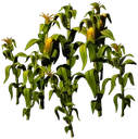 Ro Corn Thick Forest 03