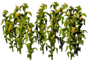 Ro Corn Thick Forest 04