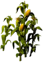Ro Corn Thick Forest 06