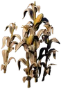 Ro Corn Thick Forest 06 Withered