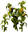 Ro Corn Thick Forest 09