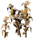 Ro Corn Thick Forest 09 Withered