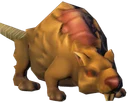 Rat