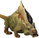 Rat