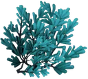 Blå ørkenblomst