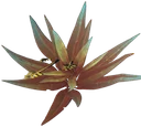 Aloe Calmante