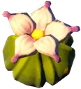 Amapola Morada