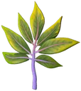 Chuckleberry leaves
