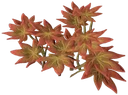 Ahududu humhum